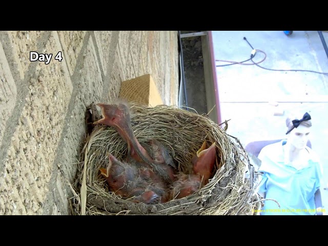 Hawk steals two 14 day old baby robins. Before and After.