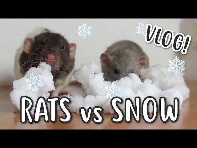 ❄️🐀RATS vs SNOW 🐀❄️ | VLOG