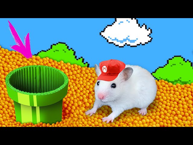 DIY Mario Maze for Hamster 🍄 Hamster Escapes