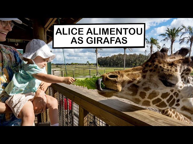 VLOG Wild Florida - Alice alimentou as girafas