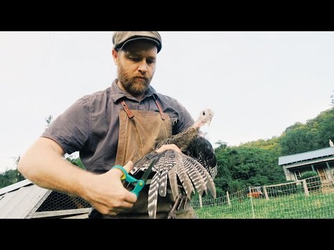 Clipping the Turkeys Wings