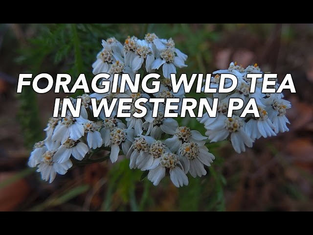 Foraging Wild Tea In Western Pennsylvania with Adam Haritan