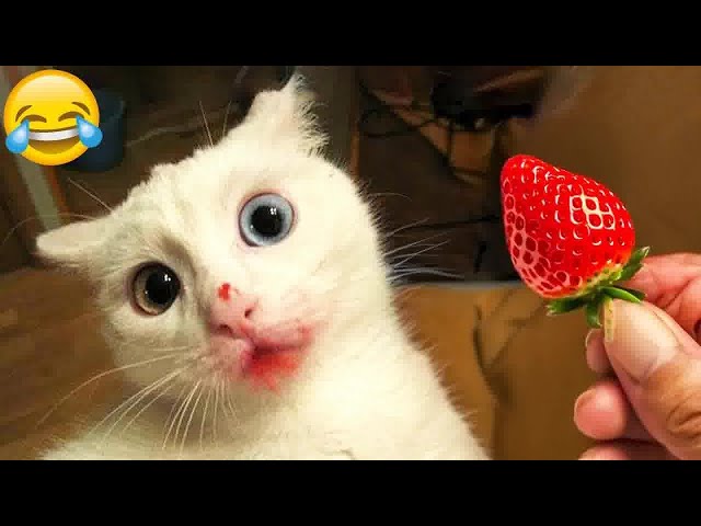 Trending Funny Animals😍Funniest Dogs and Cats😹🐶😁#10