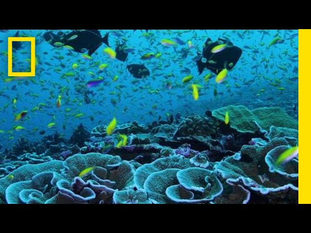 Super Reefs (Short Film) | Pristine Seas | National Geographic Society