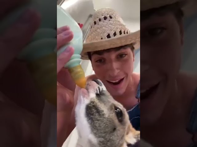 How to Bottle Feed an Orphaned Kangaroo
