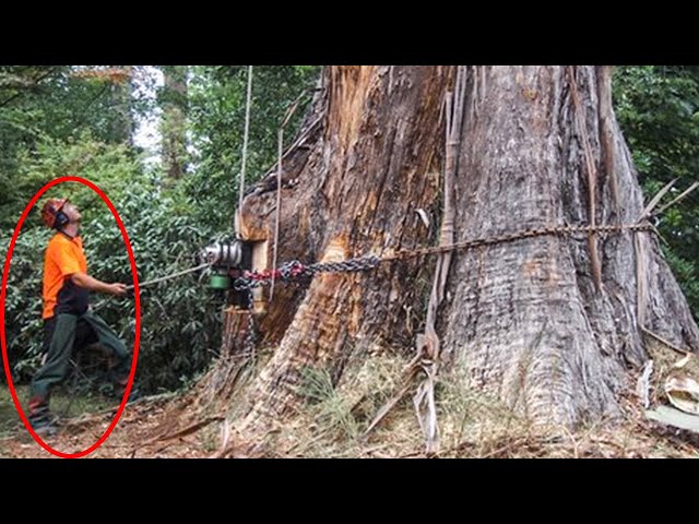 Dangerous Idiots Cutting Biggest Tree with Chainsaw Machines, Incredible Fastest Huge Tree Felling