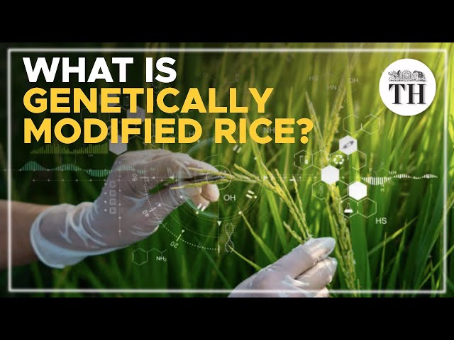 Is genetically modified rice grown in India? | Explained