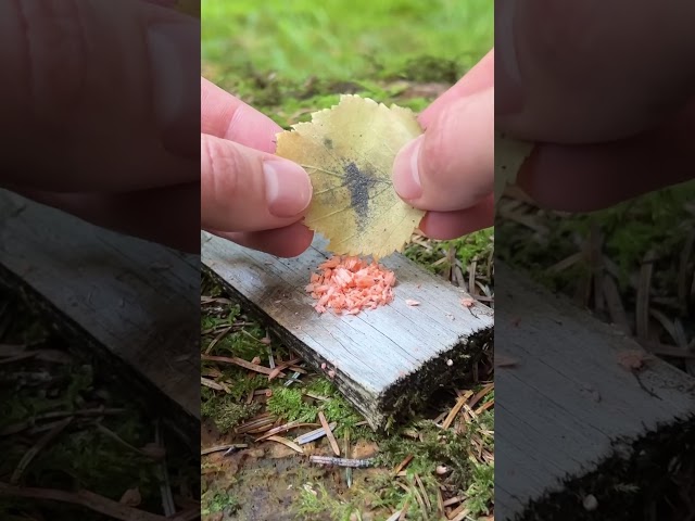 Survival Life hack for a lighter🔥 #camping #survival #bushcraft #outdoors