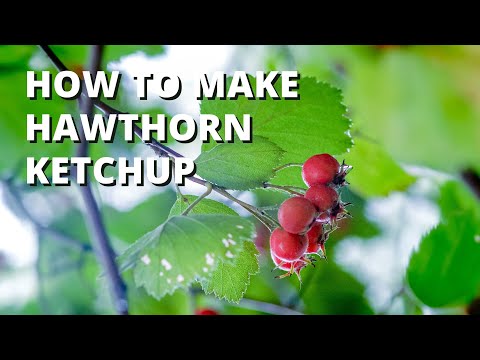 How to make Hawthorn ketchup