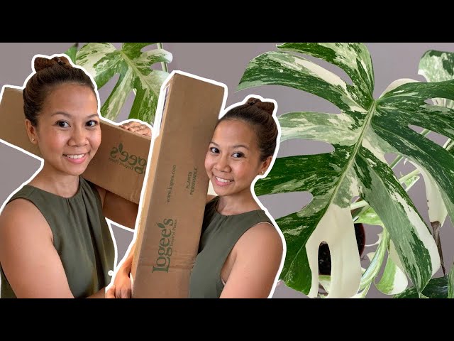 5 Tips to know when buying Variegated Monstera's || Logee's Monstera 'Borsigiana albo' Unboxing 📦