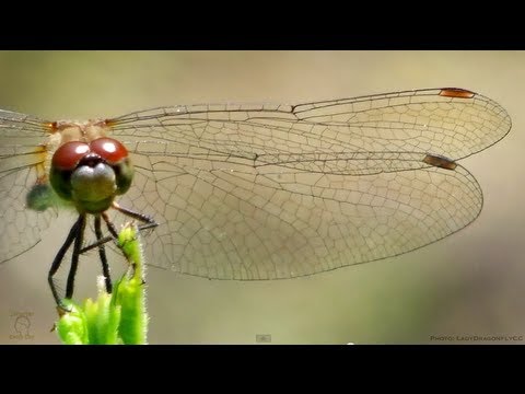 Dragonfly Wings in Slow Motion - Smarter Every Day 91