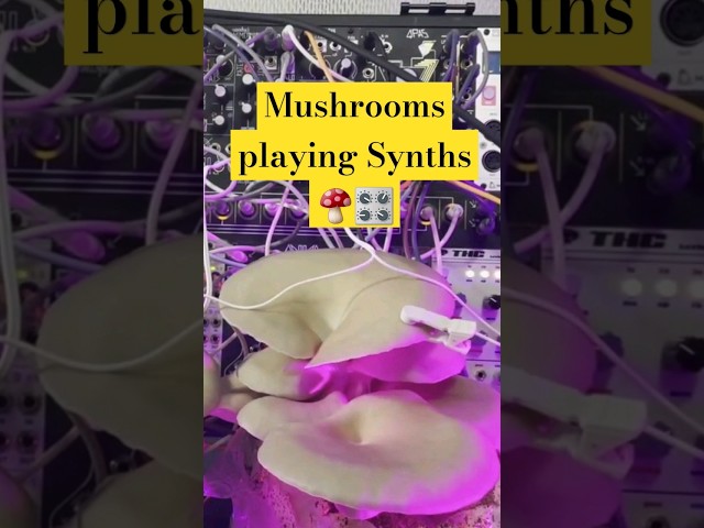 Mushrooms & Synthesizers 🎛🍄 #mushrooms #synthesizer @MycoLyco #psychedelic #synth