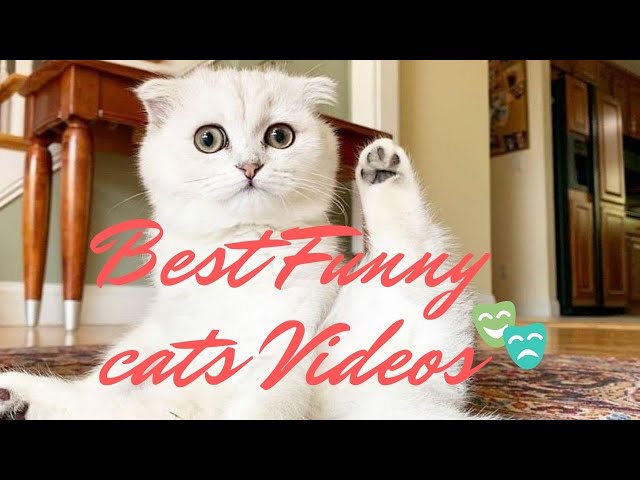 #BestFunnyCatsVideos | Funny Bengal Cats Try Not To Laugh  Videos Compilation
