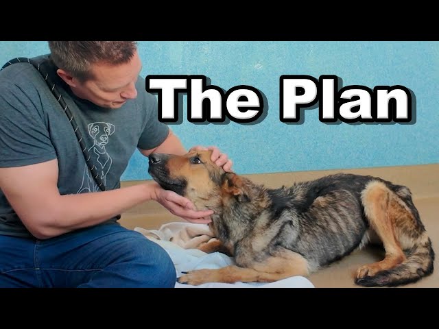 Here's the plan for emaciated German Shepherd Macy 🤞
