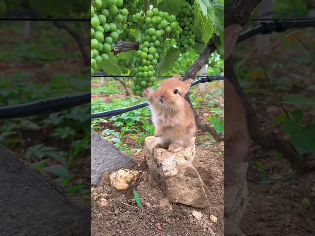 A baby rabbit picking grapes from the garden and eating them