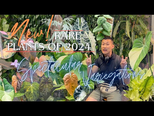 NEW! Trending SHOCKING Variegated Aroids and Rare Plants - Bangkok International Exotic Trade Show