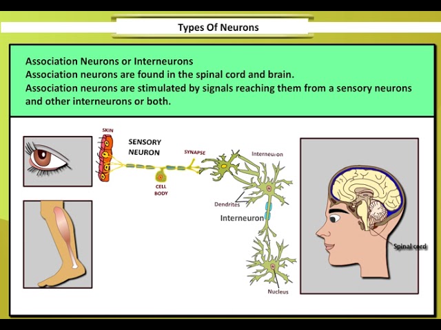 Types of Neurons | Types of Neurons and their functions