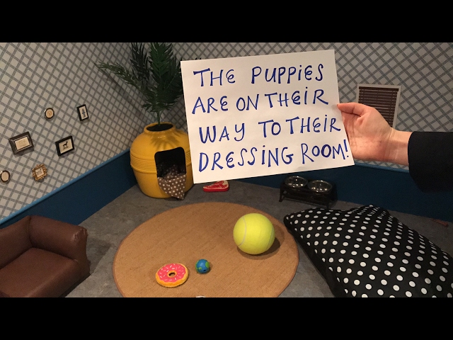 Live from our Puppy Predictor Dressing Room