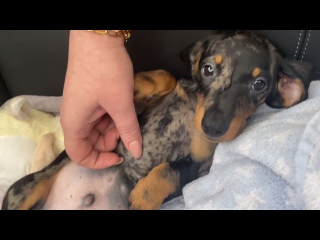 PICKING UP OUR NEW MINI DACHSHUND PUPPY & FIRST FEW DAYS VLOG