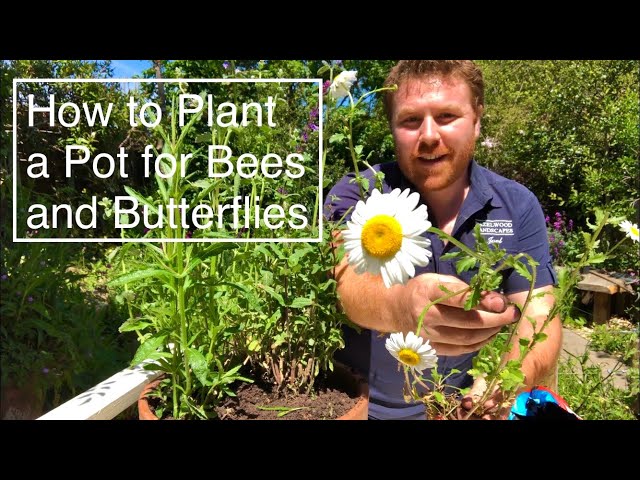How to Plant a Wildlife Container or Pot for Butterflies and Bees - Top Plants to Include