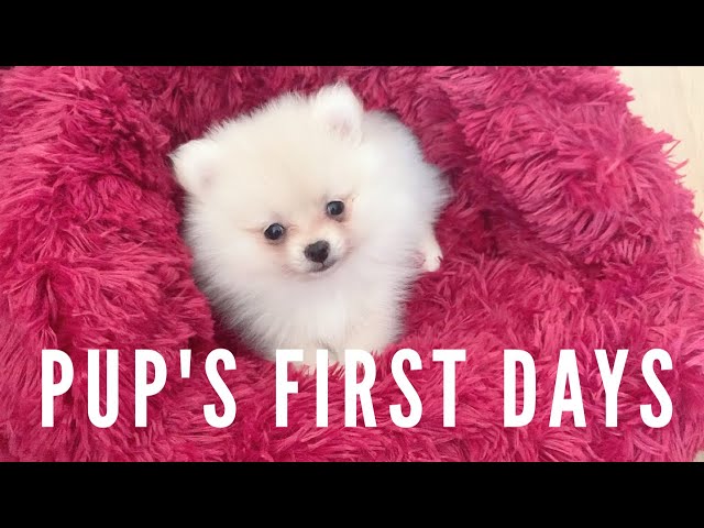 My new pomeranian puppy! First days home vlog 🐶