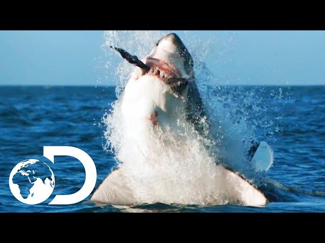 How Would Orca Attack And Kill A Great White? | Air Jaws: The Hunted | SHARK WEEK 2018