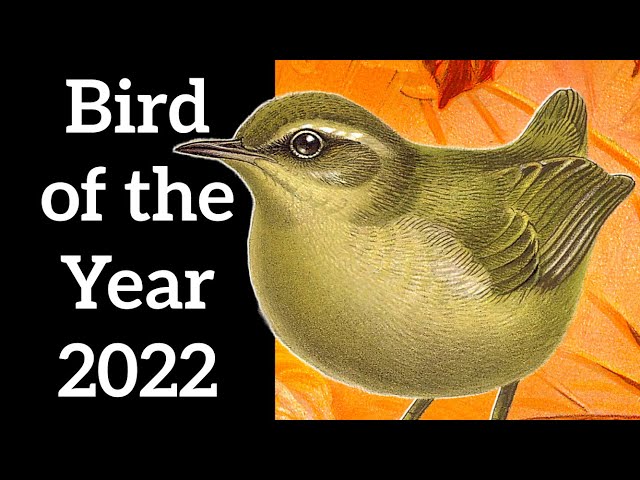Bird of the Year 2022