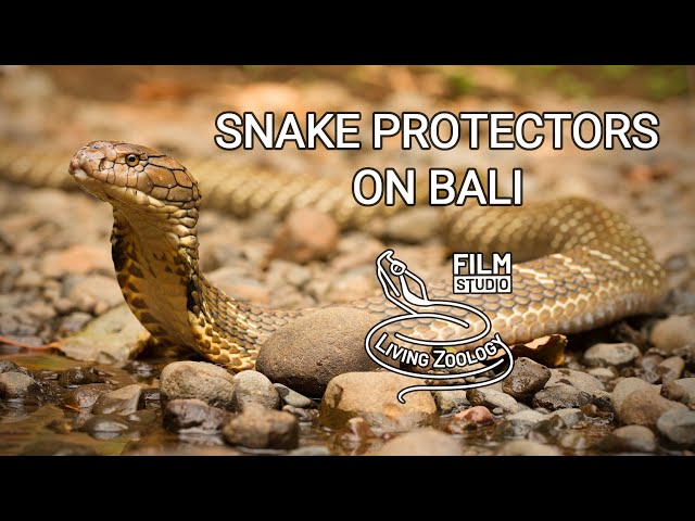 Snake Protectors on Bali (English wildlife documentary by Living Zoology)