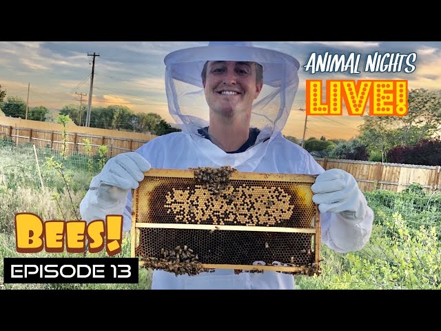 Going inside a BEEHIVE!!!!