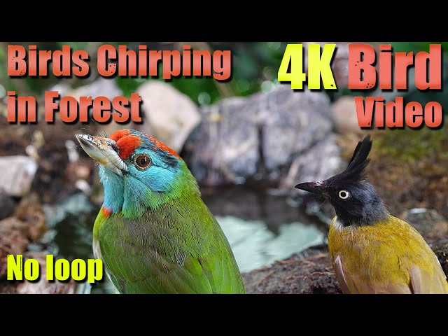 Cat TV | Dog TV! 4HRS of Soothing Birdbath with Birds Chirping for Separation Anxiety, No Loop! A148