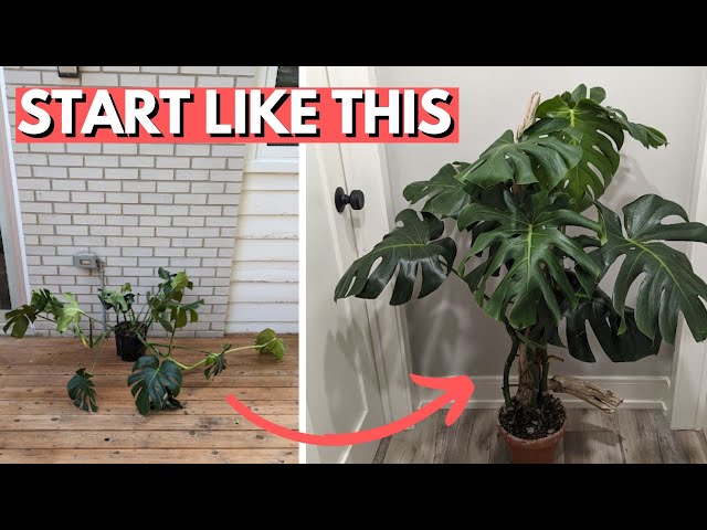 How to grow the BEST Monstera