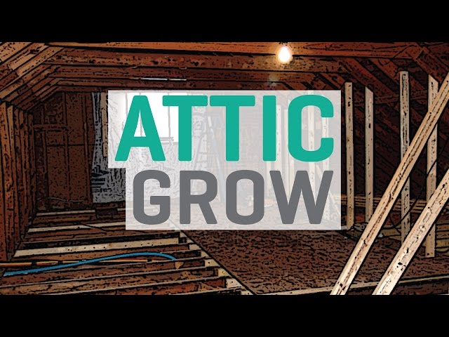 Growing in an Attic / Loft Space