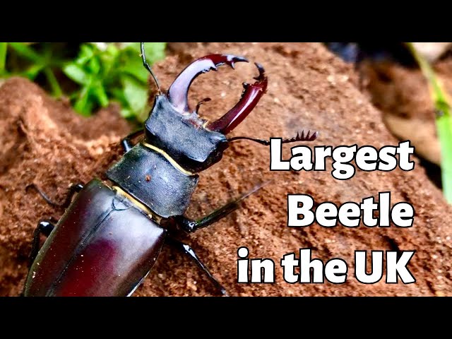 Stag Beetles - The Largest Beetle in the UK - Male, Female and Larvae - 4K