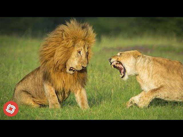 Lion Biology: Decoding Their Unique Adaptations| @tiktokontop9920