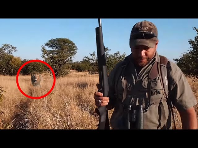 6 Lion Encounters That Will Give You Chills (Part 3)