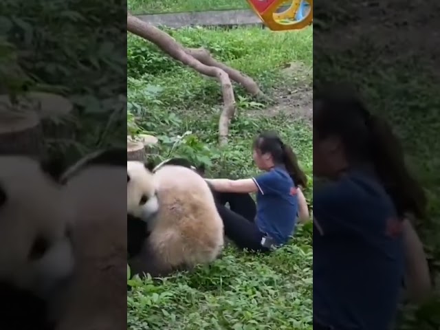 Pandas MAUL zookeeper in front of terrified onlookers