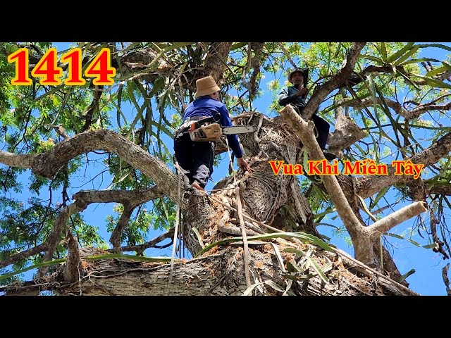 Thầy trò Vua Khỉ cưa tỉa cành cây Còng khủng ở miếu Bà Chúa Xứ (1/4) Cutting giant tree
