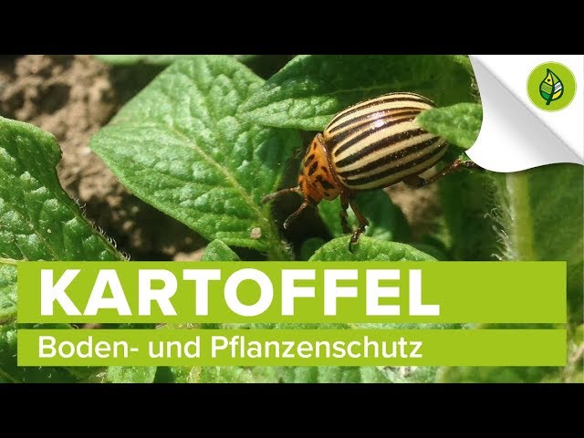 KARTOFFEL (3/4) - Boden- und Pflanzenschutz
