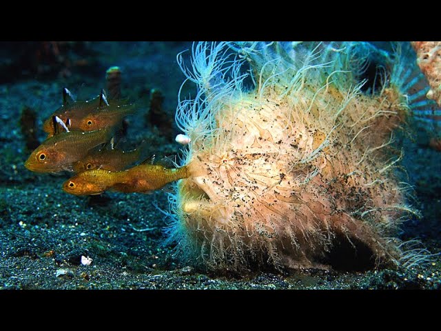 This Hairy Frogfish’s Bite is Too Fast For Slow-Motion