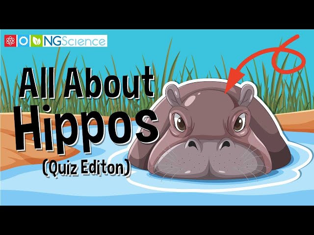 All About Hippos (Quiz Editon)