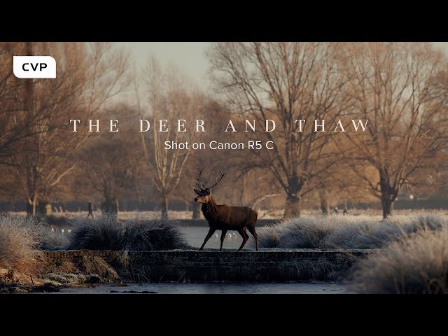 The Deer And Thaw | Shot on Canon EOS R5 C