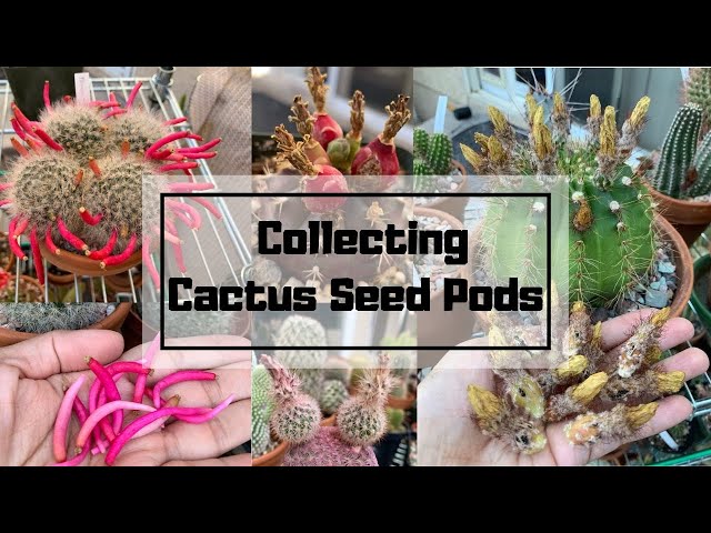 How and When to Collect Cactus Seed Pods (Harvesting cactus fruit for seeds)