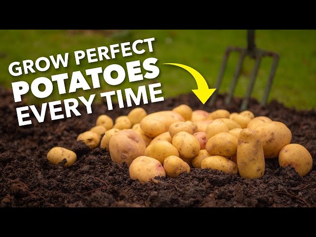 Grow Perfect Potatoes Every Time