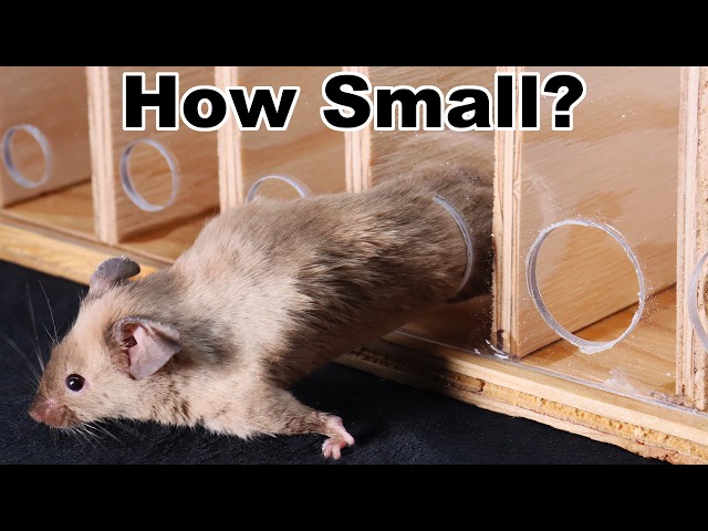 How Small of Hole Can Mice Fit Through? Proof Mice Can Squeeze in a Hole Smaller Than A Dime.