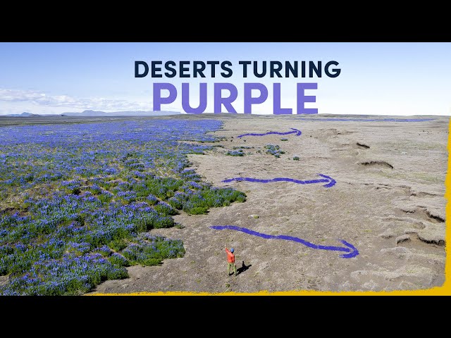 Iceland's Deserts Are Turning Purple - here's why