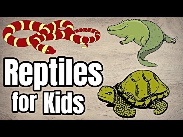 Reptiles For Kids