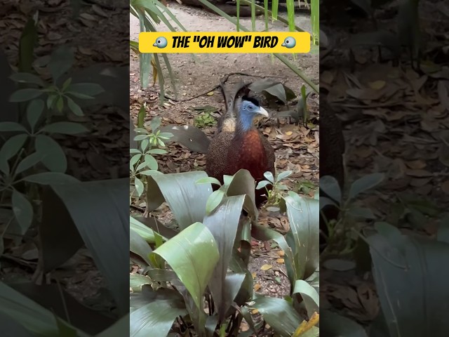 The “Oh Wow!” Bird - Pheasant from Animal Kingdom #birds #wildlife #animalkingdom #disney