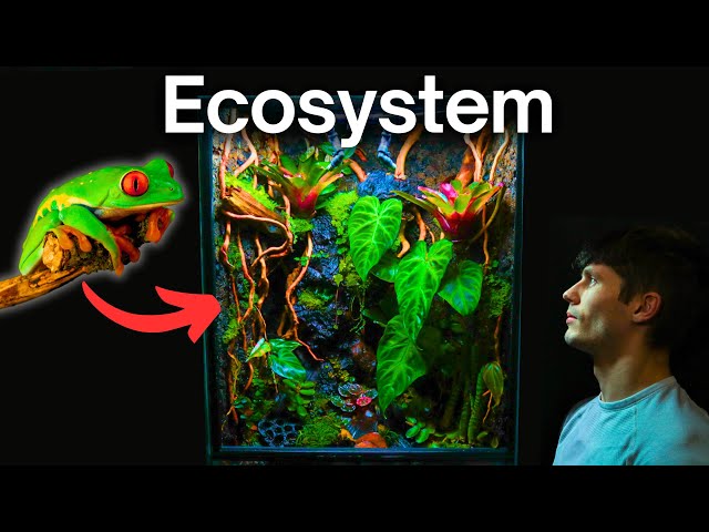 I Made a Jungle Terrarium For a Tiny Frog, Here’s How!