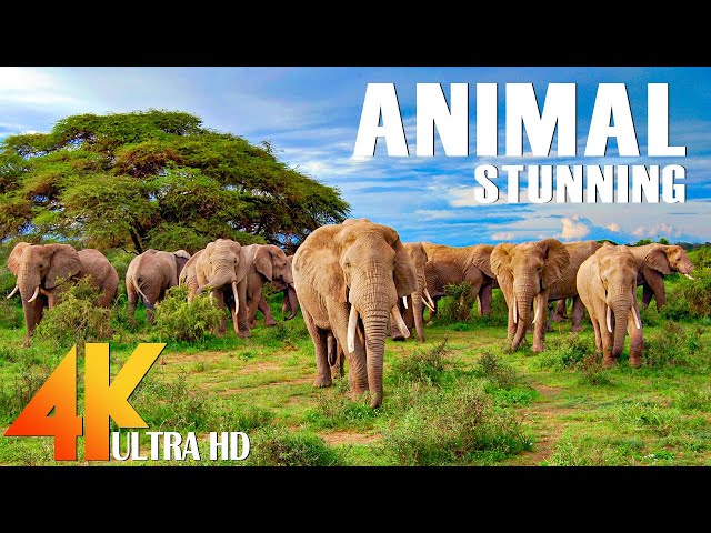 Animal Kingdom 4K - Relaxing Music With Stunning Beautiful Wildlife (4K Video Ultra HD)