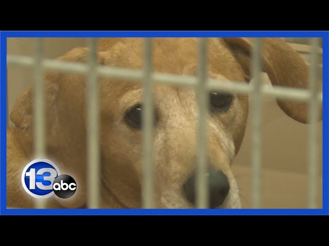 Animal shelter asks for community's help after rescuing 120 dogs from home
